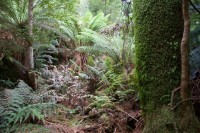 Myrtle Beech Forest - da stehen nur Südbuchen  - Gondwana lässt grüßen