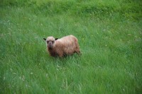 Schaf des Tages (garantiert ohne Flöhe in dem Fell bei dem Wind)