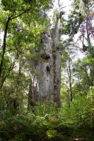 Te Matua Ngahere Kauri