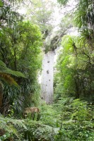 Tane Mahuta Giant Kauri