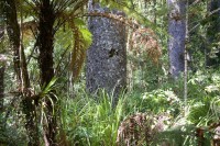 Kauri Wald des Manginangina Forst