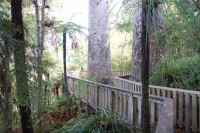 Kauri Grove