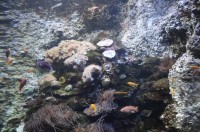 "Ausschnitt" aus dem Great Barrier Reef