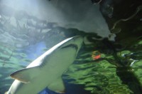 "...und der Haifisch, der hat Zähne..."