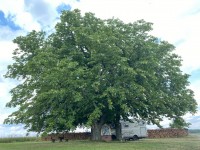 HYMER unterm Baum.jpg