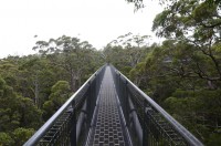 Tree Top Walk