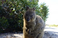 Quokka
