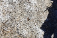 Spuren lügen nicht....