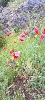 IMG_20250329_102724_686.jpg
