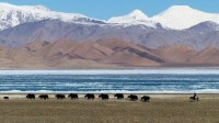 Yaks am Karakol-See