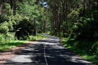 Strasse im Yarra River NP