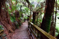 Regenwald im Melba Gully