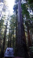 Redwoods 1.jpg