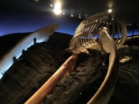 Walmuseum Husavik