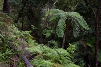 Gibraltar Range NP