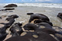 Black Rocks