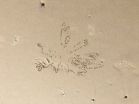 Sandmurmeln