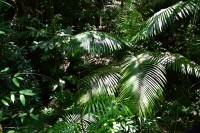Daintree Regenwald