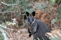 Wallabie im Tower Hill Nat.park