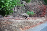 Emu im Tower Hill Nat.park