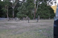 die anderen Futterneider auf dem Gelände des Caravanpark hier in Halls Gap