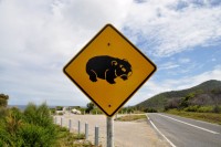 Hier wird man drauf hingewiesen, was einen auf der Straße erwarten könnte. Nur was passiert, wenns mal kein Wombat wie hier ist sondern ein Känguru ??? Ein Frage für die Juristen...