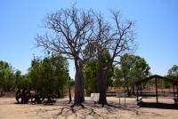 Baobab Baum