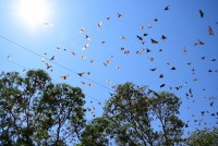 Batmänner und Batfrauen und Bat(y) (wir wollen mal das Gendern nicht vergessen)