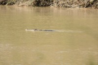 Schnappi...das kleine Krokodil